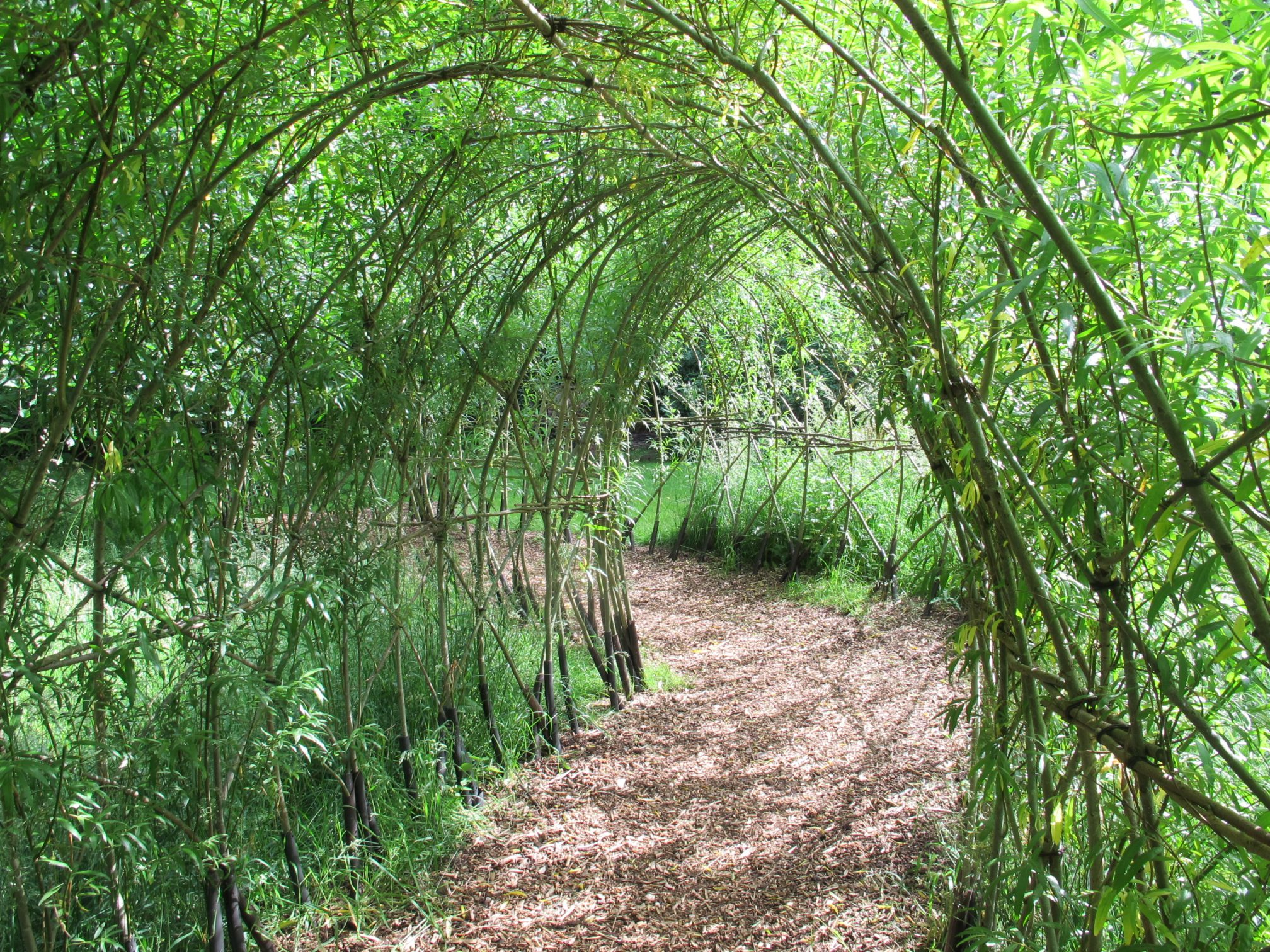 Living Willow Tunnel 3