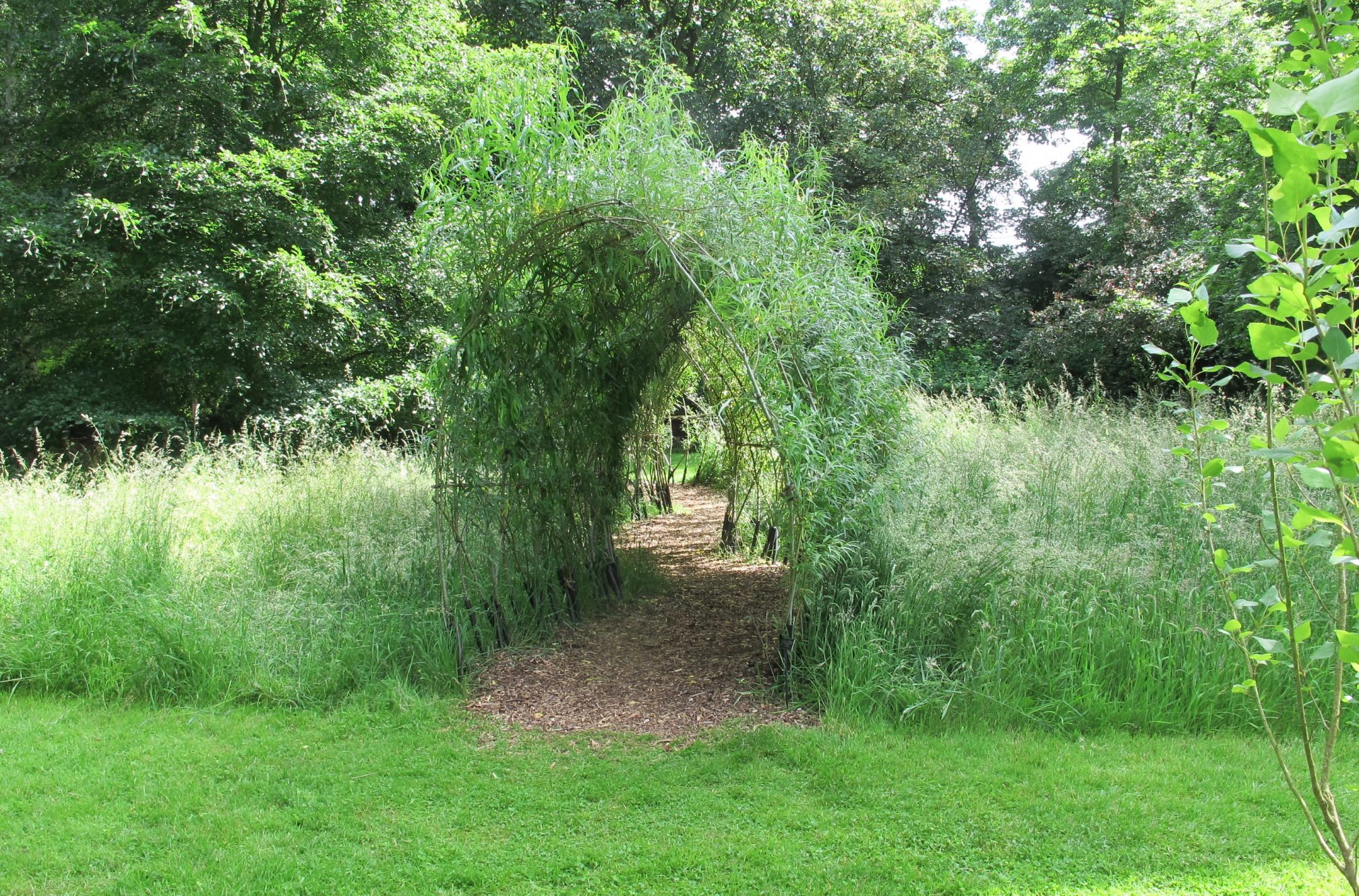 Living Willow Tunnel 5